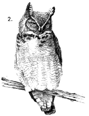 The source owl engraving before Teardrop processing