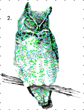 High-density sampling points distributed over the owl